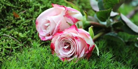 Pink Rose Flower Images Buy Rose Baby Pink Plant Online India At