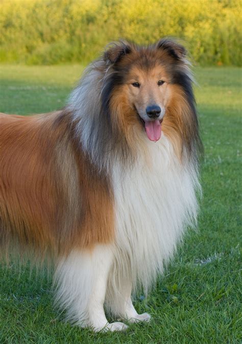 Lassie Dog