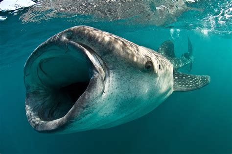 Exploring The Benefits Of Introducing Whale Sharks To Marine Parks And Aquariums Balisharks Com
