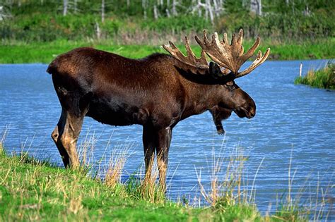 Watch Adirondack Moose Goes For A Swim Across Indian Lake