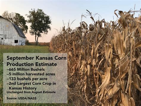 Kansas To Harvest Second Largest Corn Crop Ks Corn