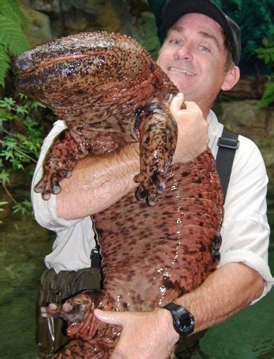 Chinese Giant Salamander Worlds Largest Amphibian Animal Pictures