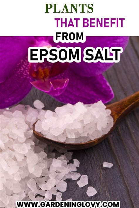 Epsom Salt Uses In Plants Benefits Application 9 Methods Artofit