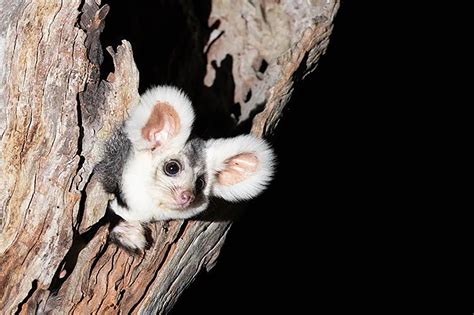 Two New Species Of Marsupials Discovered In Australia
