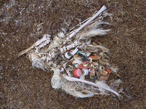 Midway Documentary Shows Albatross Dieting And Dying On Our Plastic