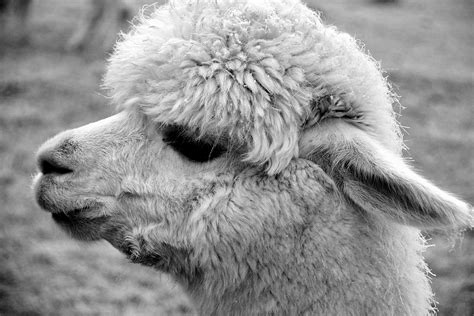 Free Picture Head Fur Monochrome Ear Lama Animal Daylight Portrait