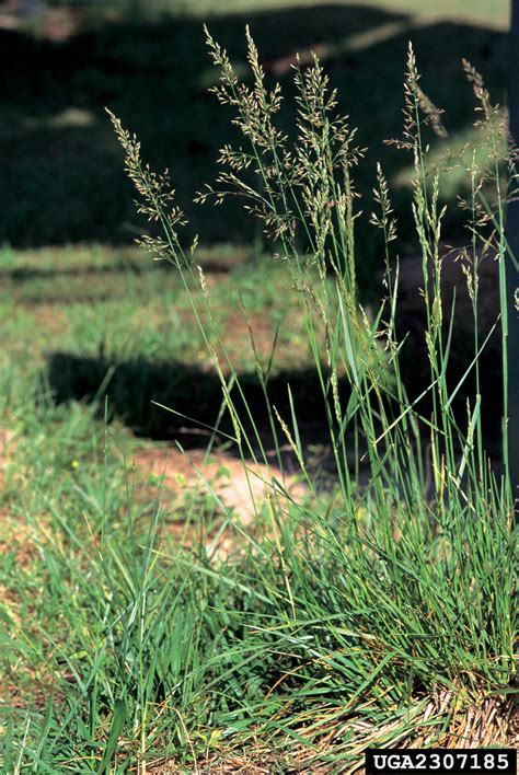 Festuca Arundinacea Plant Festuca Arundinacea Familia Gramineae