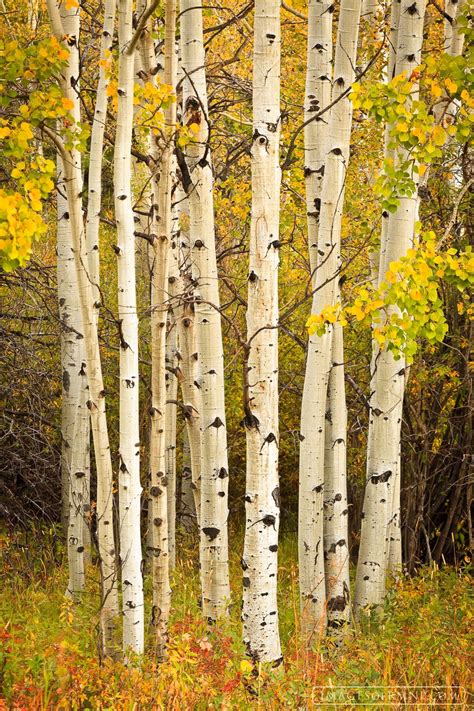 Autumn Cluster Rocky Mountain Np Colorado By Erik Stensland