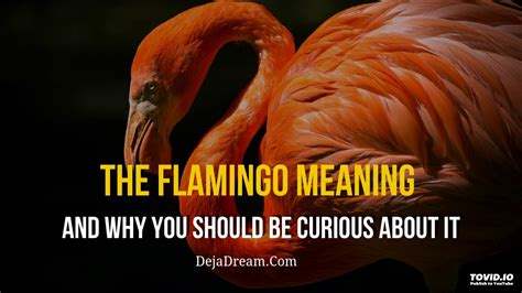The Flamingo Meaning And Why You Should Be Curious About It Youtube