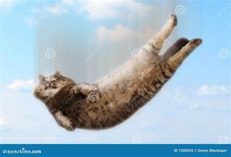 Funny Falling Cat Stock Photo Image Of Humour Flight 7300592