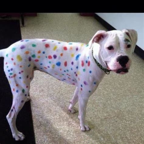 White Boxer Spotted With Washable Non Toxic Markers A