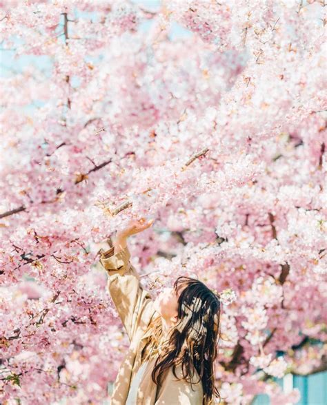 10 Secret Places For Cherry Blossoms In Dc That Are Tourist Free 2022 Artofit
