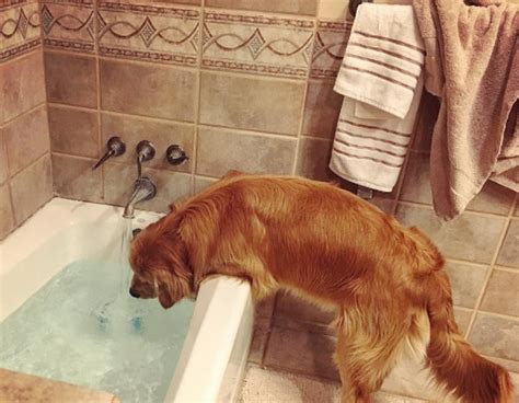 This Adorable Golden Retriever Taking A Bath On His Own Is The Cutest