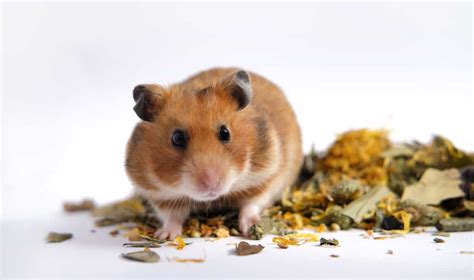This means they will hamsters often hoard their food to hide it from other animals and competitors. Best Hamster Diet - What do Hamsters Eat? - thepetsavvy.com