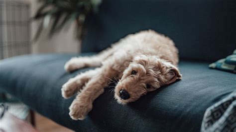 Lethargy In Dogs Vets Guide To Causes And Treatment Petsradar