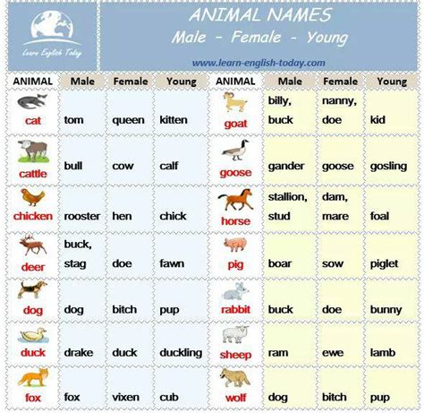 Animal Names Vocabulary Home