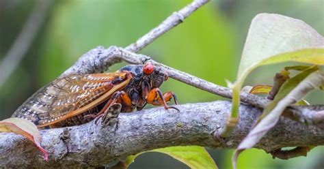 Cicadas:a fascinating insects, known for making loud sounds, beyond a normal limit of a bug.so, how do cicada insect makes noise.cicadas produces this loud. Billions of Brood X cicadas set to invade US for first ...