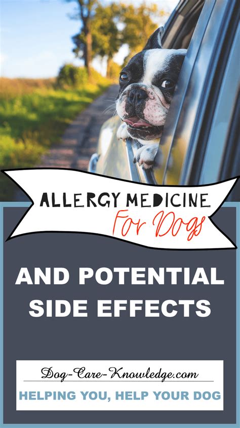 Dog Skin Allergies This Is A Super Easy Way To Manage Them Allergy