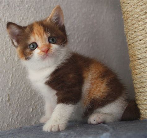 Bkh Kitten Chocolate Tortie White Bkh Kitten Scottishfoldblogspot