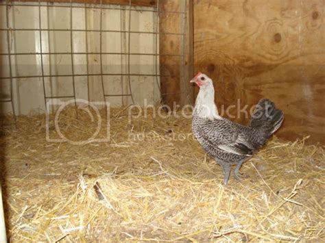 Egyptian Fayoumis Backyard Chickens Learn How To Raise Chickens