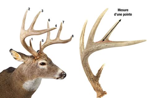 5 Faits étonnants Sur Les Bois De Cerf Cernunosfr