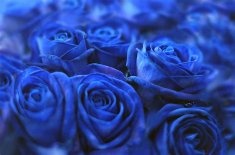 Imbarazzantemente bella le rose blu). La rosa blu, mistero e saggezza (foto) | PolliceGreen