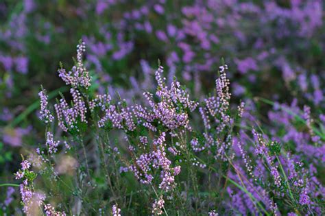 Close Up Heather Moorland In Kempen Forests North Brabant The