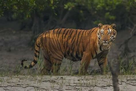 Best Blog The Endangered Bengal Tiger Calls The UNESCO World Heritage