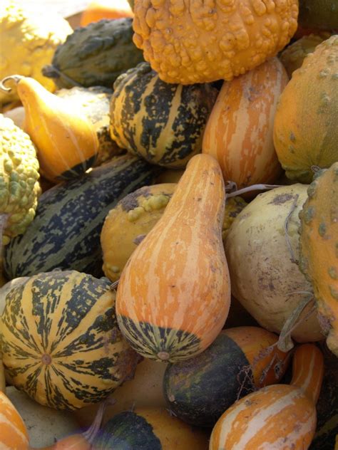 preserving-ornamental-gourds-thriftyfun