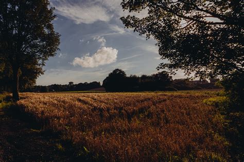 1920x1200 Wallpaper Brown Tall Grass Field Peakpx