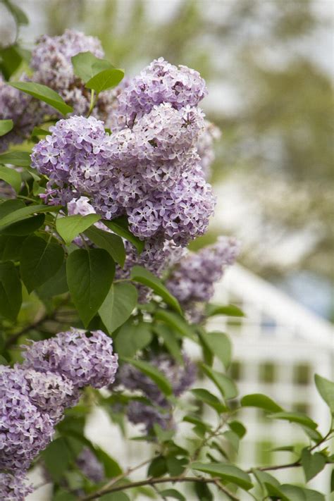 Common Purple Lilac Syringa Vulgaris Monrovia Plant