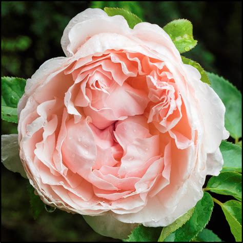 David Austin Roses 27 St Swithun Photography Images And Cameras
