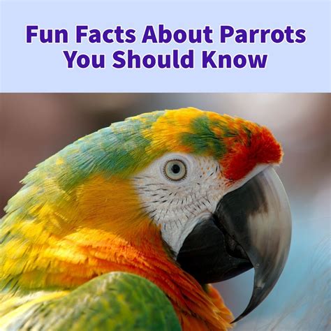 30 Fun Facts About Parrot You Should Know Thetotalnet