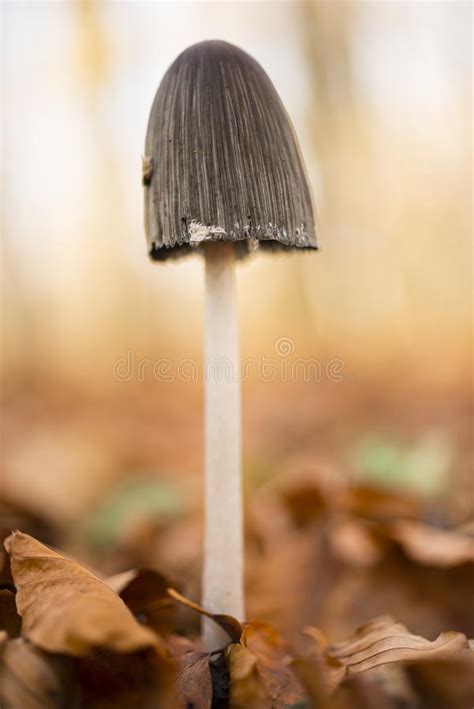 Mushroom With Black Cap And White Stem Stock Photo Image Of Mushroom