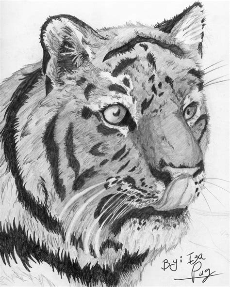 Tiger Draw By Izapug On Deviantart