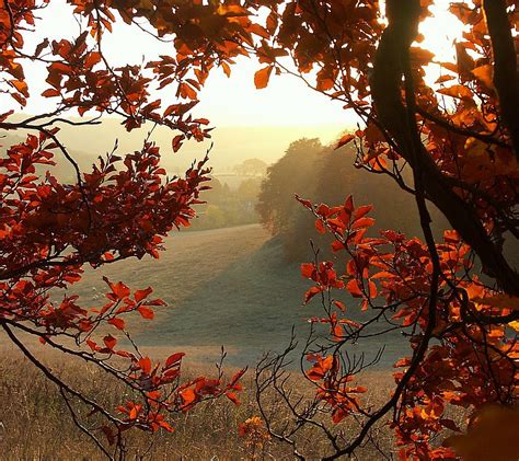 Autumn Chiltern View Autumn Light Through Beech Hedge Aut Flickr