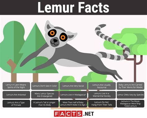 Top 15 Facts About Lemurs Origin Behavior Diet And More