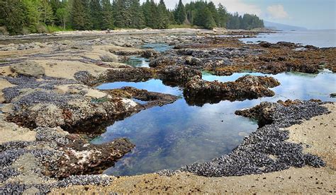 What Is A Tide Pool