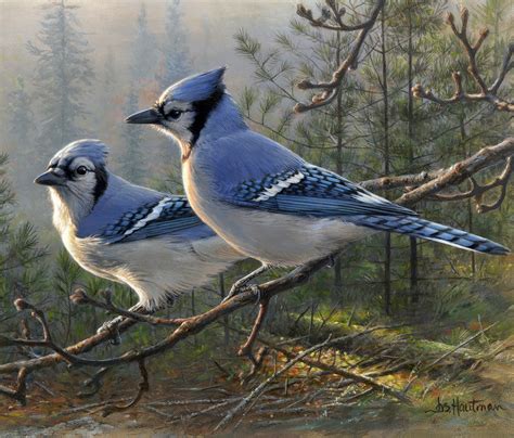 Two Blue Jays Sitting On Top Of A Tree Branch In A Forest With Pine Trees