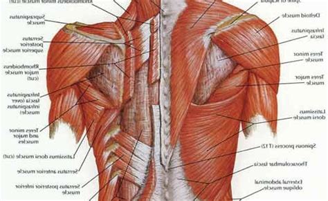 Diagram Of Female Lower Back Muscles Lower Back Anatomy Houston