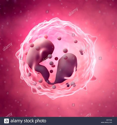 Eosinophil Cell High Resolution Stock Photography And Images Alamy