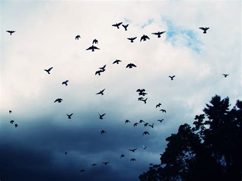 Gambar Alam Sayap Awan Langit Kawanan Terbang Membelai Burung