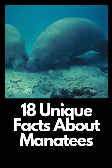 Manatee Facts Animal Facts For Kids Animal Facts For Kids Manatee