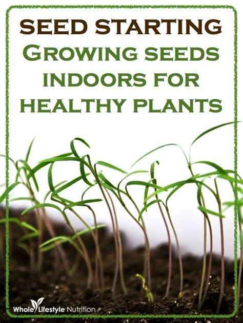 Seed Starting Growing Seeds Indoors For Healthy Plants