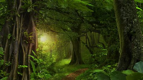 Green Forest Hd Wallpapers