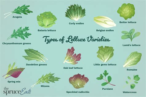 4 Most Famous Types And Varieties Of Lettuce Complete Gardering