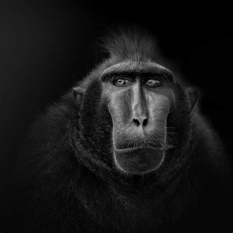 Animal Portraits Part V Behance