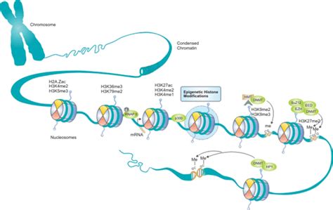 Histone modifications are known to affect chromatin structure. Epigenetic Histone Modifications Pathway-CUSABIO