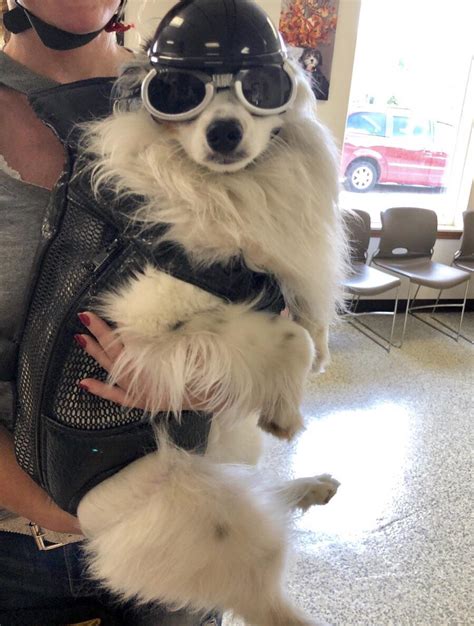 Motorcycle Boi All Decked Out With His Vest Helmet And Doggles R