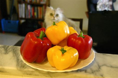 Any color bell pepper contains the essential vitamins and nutrients that are beneficial to a dog's health, although the red type is the most nutritious. Can Cats Eat Bell Peppers? (What Is Safe? You Need To Know ...